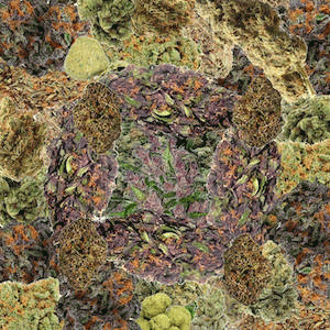 Berkowitz (USA) : Reek of Doobifaction